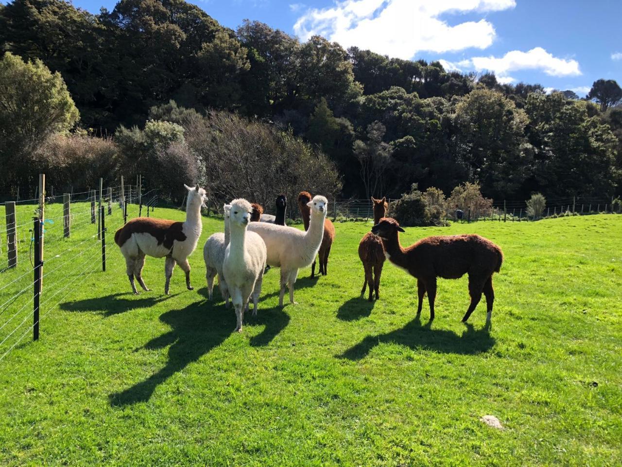 Narrow Neck Creek Farmstay And B&B Upper Hutt Exterior photo